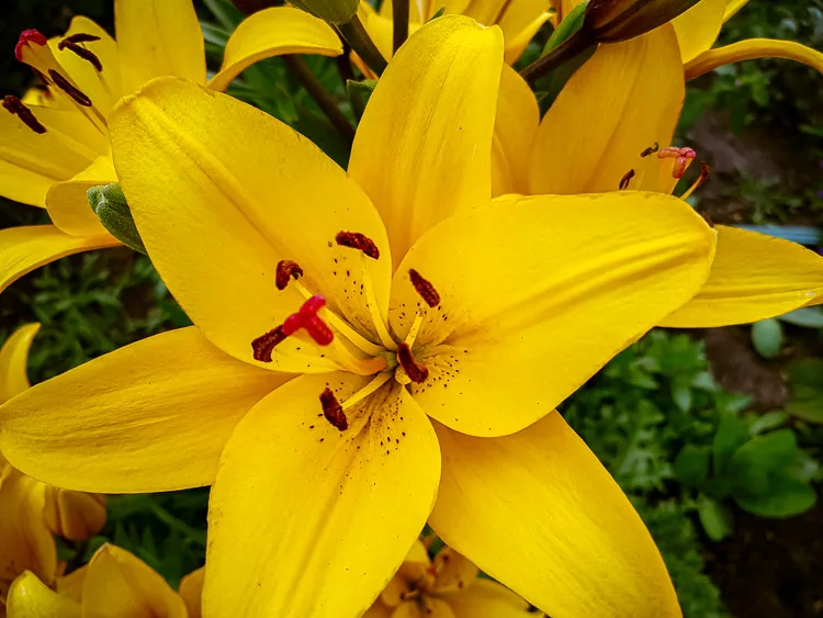 garden photography tips 05 750px jpg