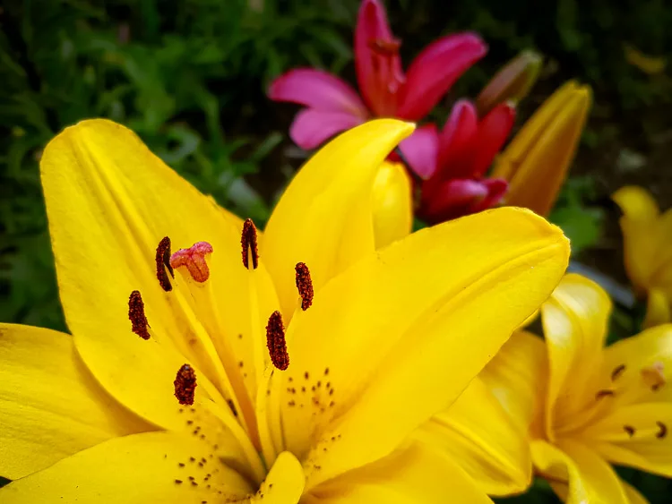 garden photography tips 06 750px jpg