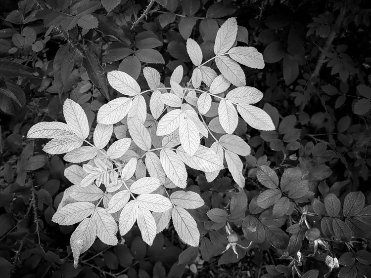 garden photography tips 08 750px jpg