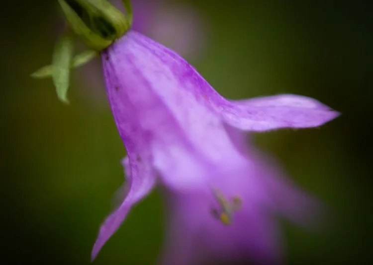 garden photography tips 11 750px jpg