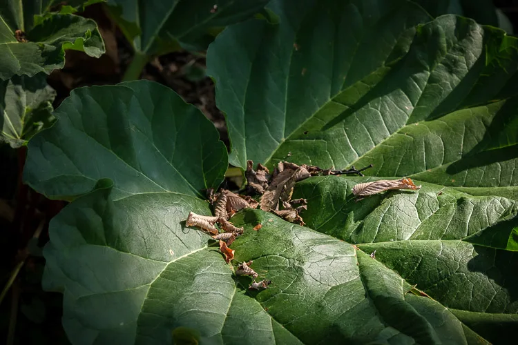 squash leaf showing texture because of the direction of the light hitting it