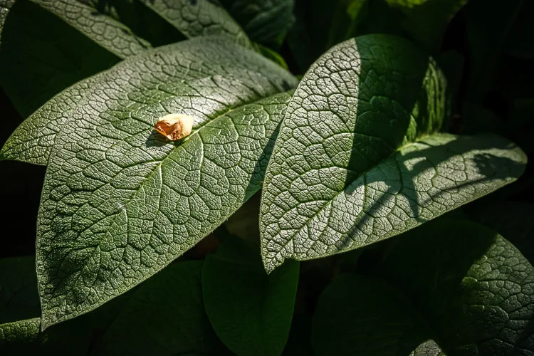 Light falling on these Comfrey leaves provides clear definition in the texture of the leaves