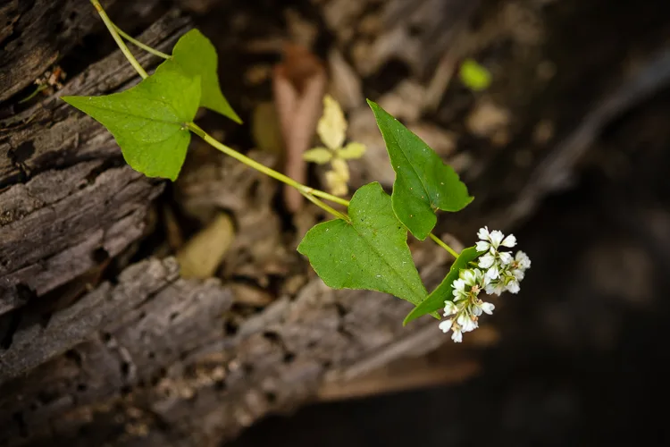 garden photography tips 21 750px jpg