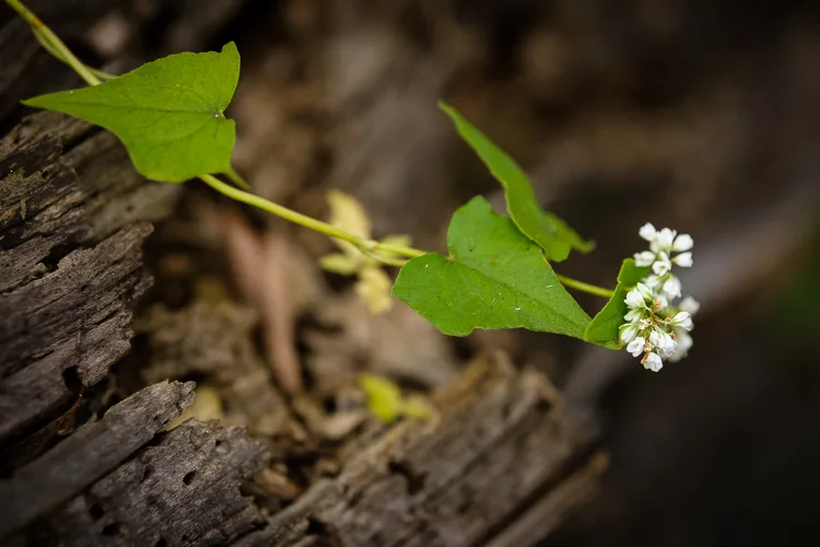 garden photography tips 22 750px jpg