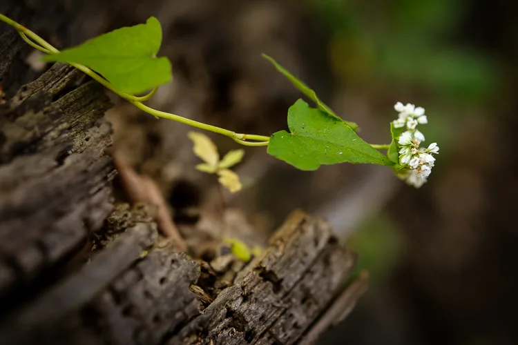 garden photography tips 24 750px jpg