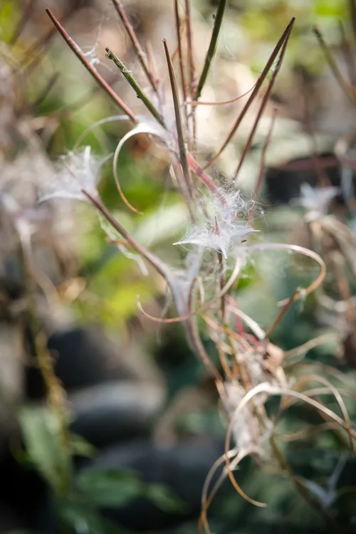 garden photography tips 28 750px jpg