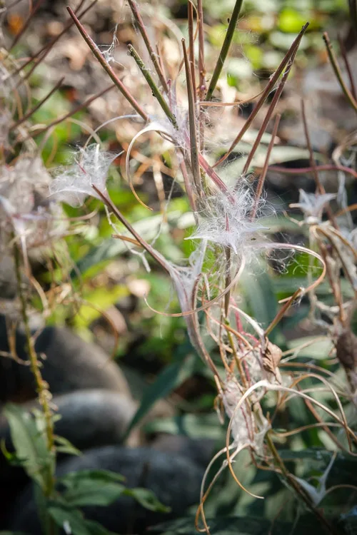 garden photography tips 29 750px jpg