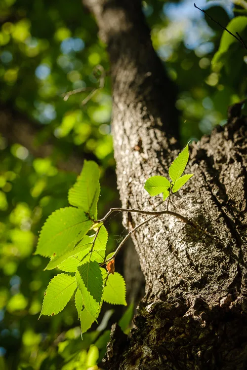 garden photography tips 32 750px jpg