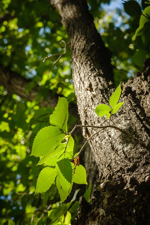 garden photography tips 33 750px jpg