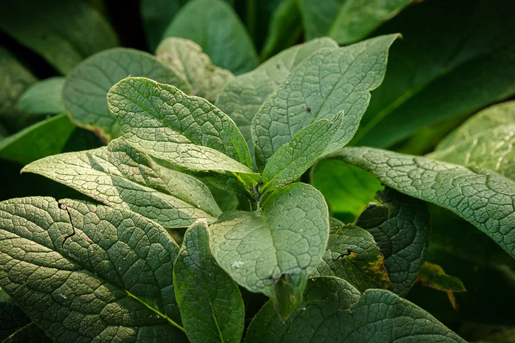 garden photography tips 35 750px jpg