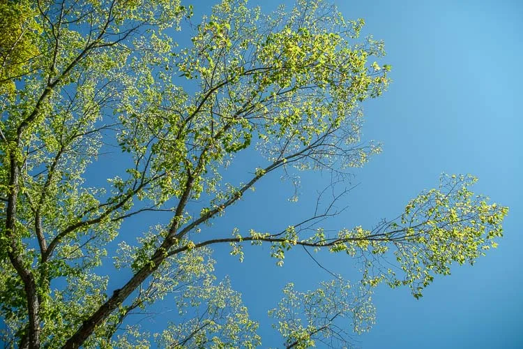 garden photography tips 36 750px jpg