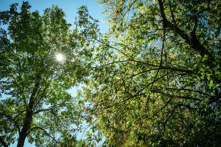 garden photography tips 38 750px jpg