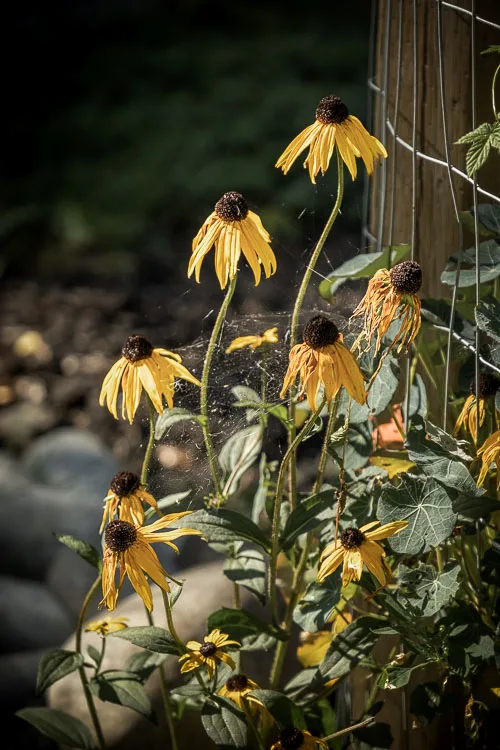 garden photography tips 39 750px jpg