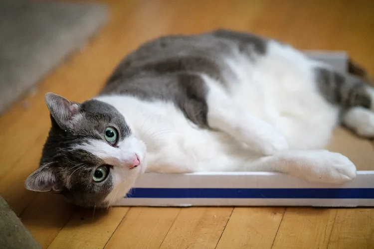 cat photographed with the Sigma 56 mm lens