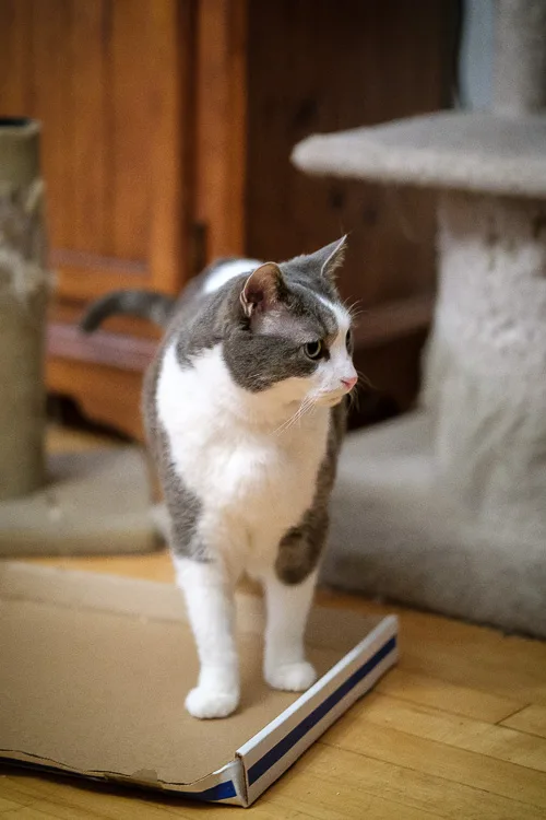 Sigma 56mm lens review 22 750px jpg