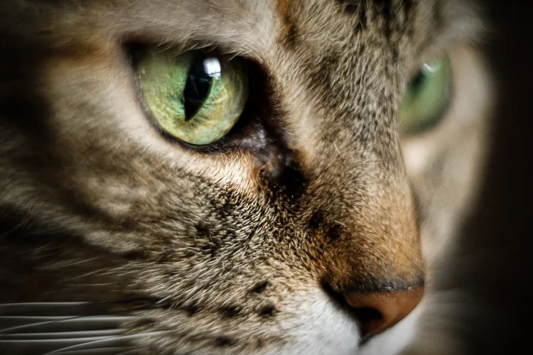 Sigma 56mm lens review 28 750px jpg