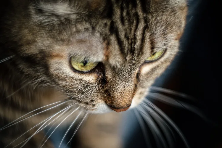 Sigma 56mm lens review 31 750px jpg